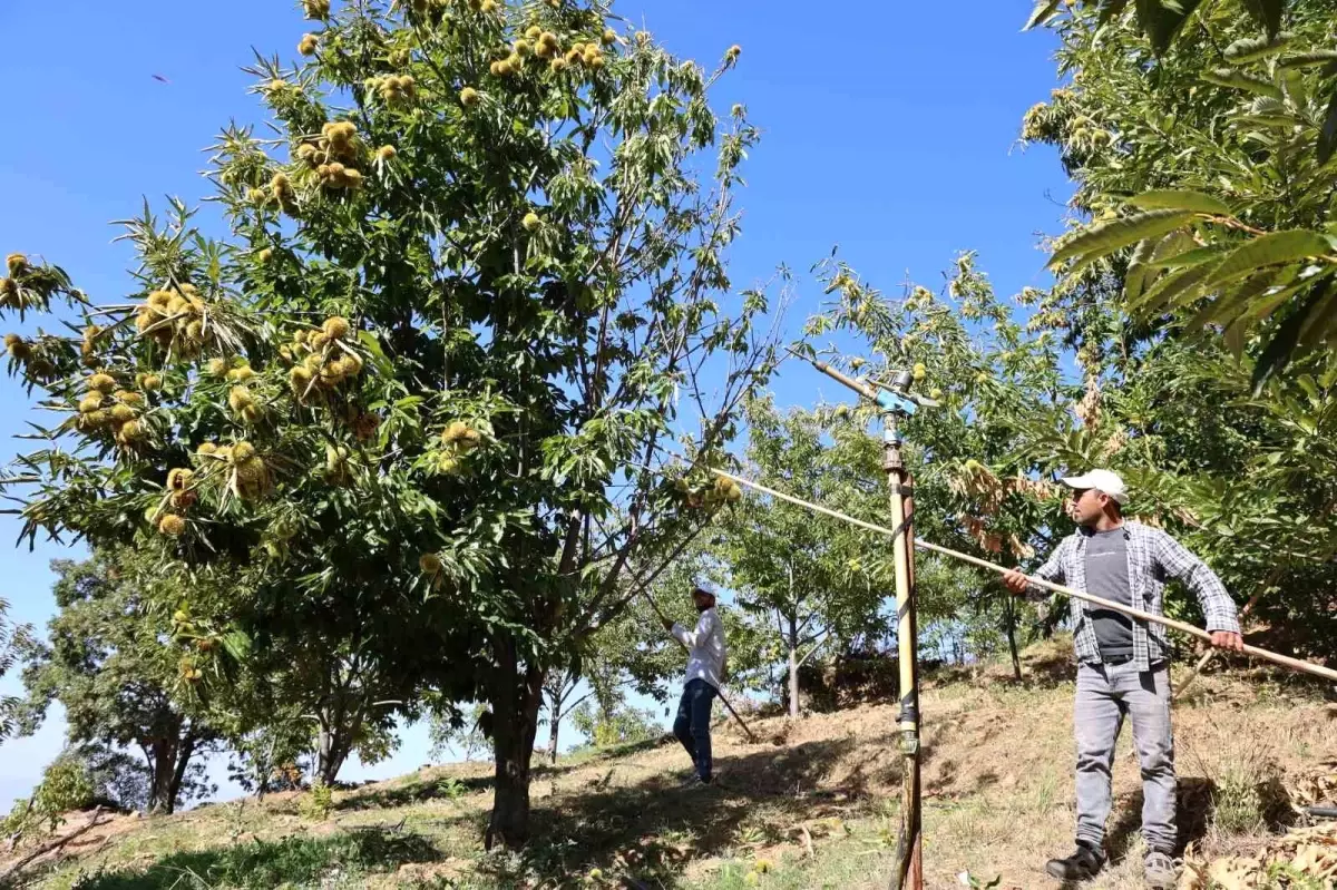 Aydın’da Kestane Hasadı İçin Yevmiye Ücretleri Belirlendi Aydın’da Kestane Hasadı İçin Yevmiye Ücretleri Belirlendi